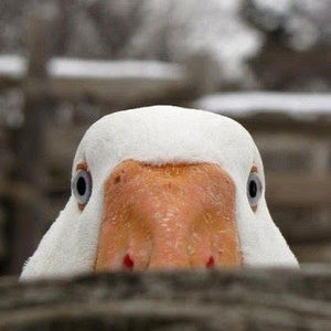 Meet your Posher, Luke